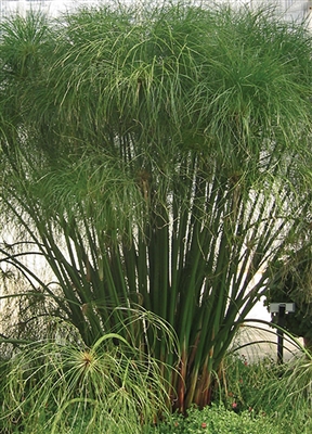 Papyrus Graceful Grasses King Tut