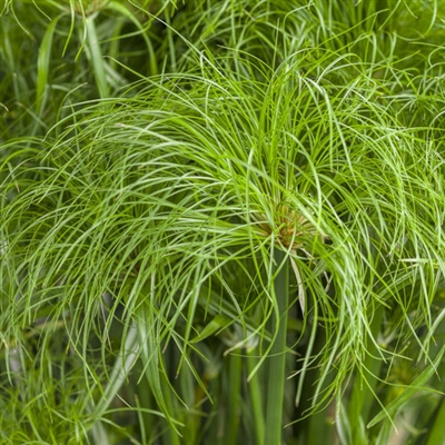 Cyperus Graceful Grasses Prince Tut Dwarf Egyptian Papyrus