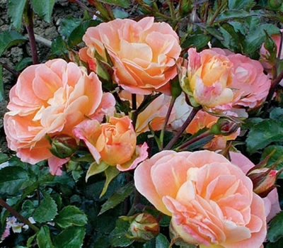 Shrub Rose The Peach Drift&reg; Rose