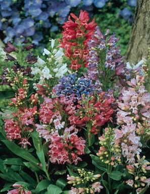 Penstemon barbatus Beardtongue Navigator