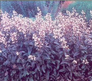 Penstemon digitalis Beardtongue Husker Red