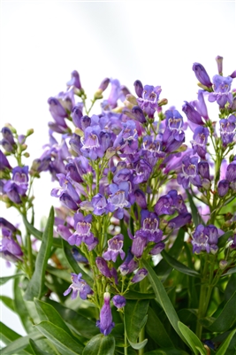 Beardtongue Penstemon barbatus 'Rock Candy &reg; Blue'