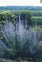 Perovskia atriplicifolia Russian Sage Taiga