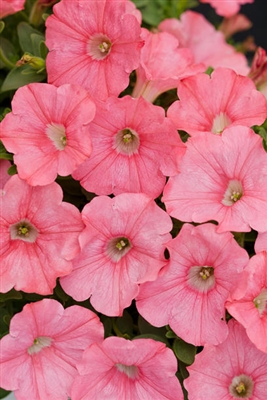 Petunia hybrid Supertunia&reg; Bermuda Beach