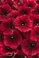 Petunia hybrid Supertunia&reg; Black Cherry