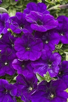 Petunia hybrid Supertunia&reg; Trailing Blue