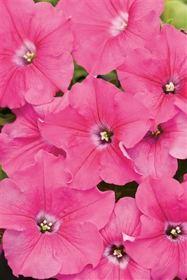 Petunia hybrid Supertunia&reg; Giant Pink