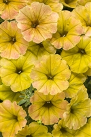 Petunia hybrid Supertunia&reg; Honey