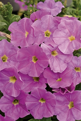 Petunia hybrid Supertunia&reg; Lavender Skies