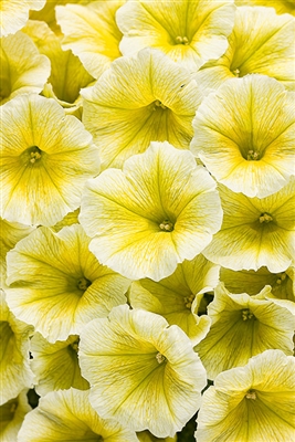 Petunia hybrid Supertunia&reg; Limoncello