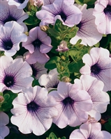 Petunia hybrid Supertunia&reg; Mini Blue Vein