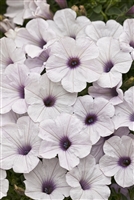 Petunia hybrid Supertunia&reg; Mini Silver