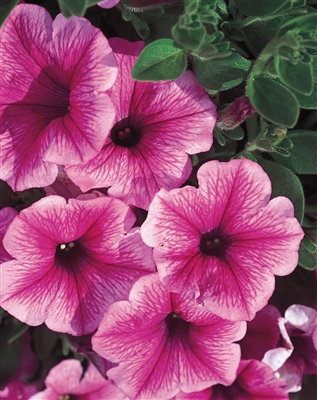 Petunia hybrid Supertunia&reg; Mini Strawberry Pink