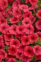 Petunia hybrid Supertunia&reg; Mini Vista&reg Scarlet