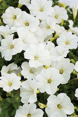 Petunia hybrid Supertunia&reg; Mini White