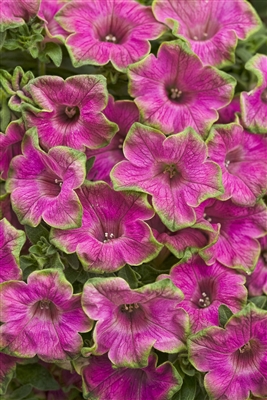 Petunia hybrid Supertunia&reg; Picasso In Pink