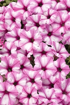 Petunia hybrid Supertunia&reg; Pink Star Charm