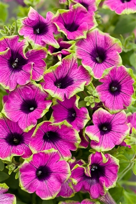 Petunia hybrid Supertunia&reg; Pretty Much Picasso