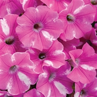 Petunia hybrid Supertunia&reg; Raspberry Rush&trade;