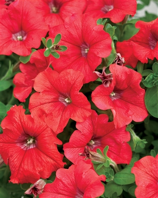 Petunia hybrid Supertunia&reg; Red