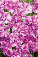 Petunia hybrid Supertunia&reg; Sharon Double Petunia