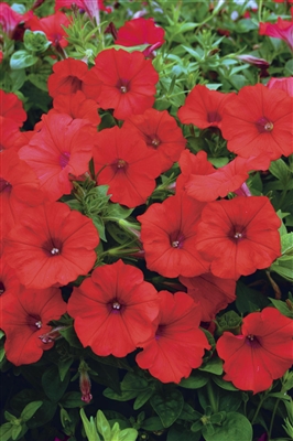 Petunia hybrid Surfinia&reg; Red