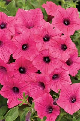 Petunia hybrid Supertunia&reg; Vista Fuchsia