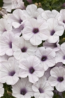 Petunia hybrid Supertunia&reg; Vista Silverberry