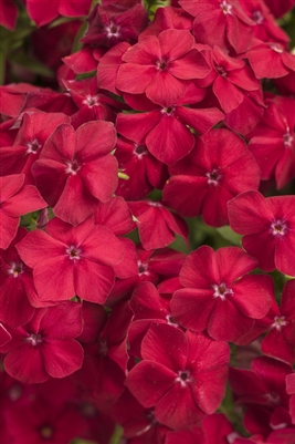 Phlox Intensia Red Hot