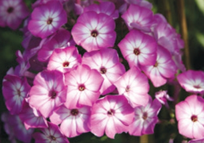 Phlox paniculata Flame Purple Eye