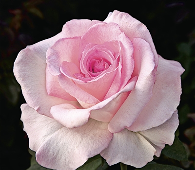 Pink Promise Hybrid Tea Rose