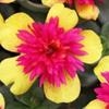 Portulaca Colorblast