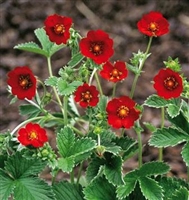 Potentilla atrosanguinea Himalayan Cinquefoil Scarlet Starlit