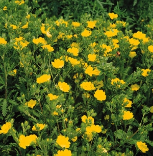 Potentilla recta Cinquefoil Warrenii