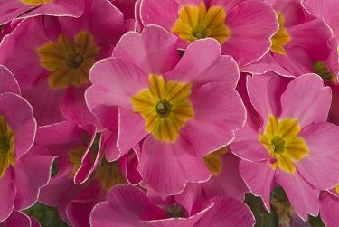 Primula x polyantha Primrose Supernova Pink