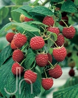 Raspberry Heritage