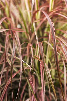 Graceful GrassesÂ® 'Fireworks' Variegated Red Fountain Grass