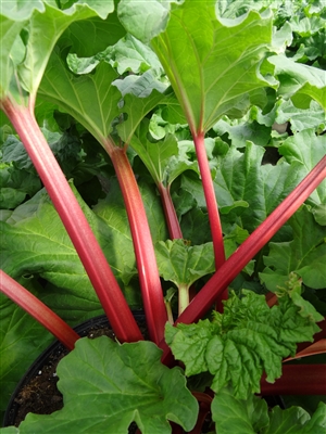 Rhubarb Canada Red