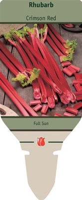 Rhubarb Rheum rhabarbarum 'Crimson Red'