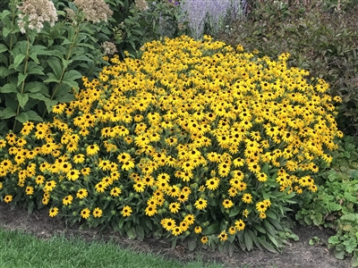 Black-Eyed Susan Rudbeckia x 'American Gold Rush'