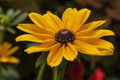 Black-Eyed Susan Rudbeckia hirta 'Dakota&#0153; Gold'