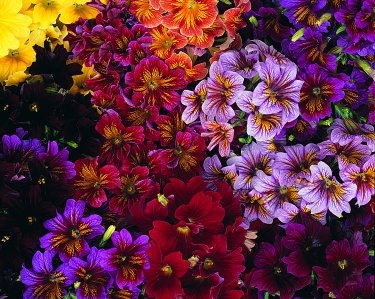 Salpiglossis