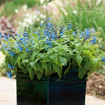 Salvia guarantica Black & Blue