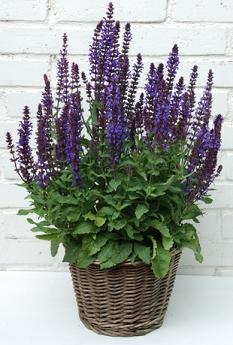 Salvia nemorosa New Dimension Blue