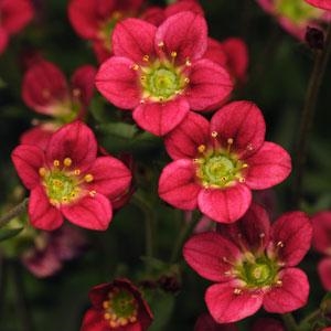 Saxifraga Rocco Red