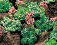 Sempervivum Hens and Chicks Hardy Species Mix