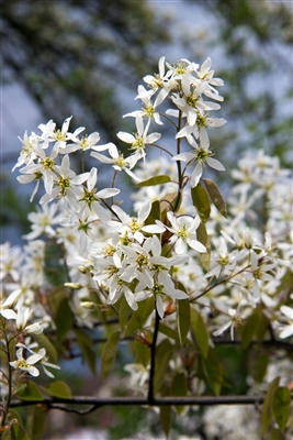 Serviceberry Amelanchier Alnifolia Regent