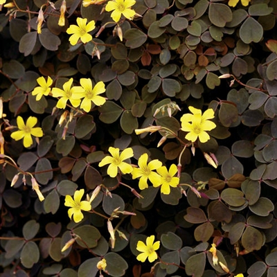 Zinfandel&#0153; Shamrock Oxalis vulcanicola