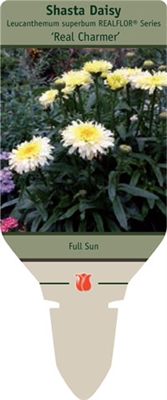 Shasta Daisy Leucanthemum superbum 'Real Charmer'