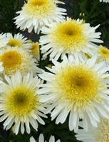 Shasta Daisy Leucanthemum Real Glory